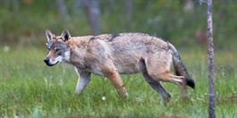 Flere ulver i Skandinavia